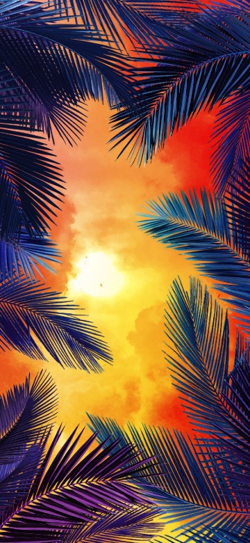 Image orange, palm trees, California palm, Cycad
