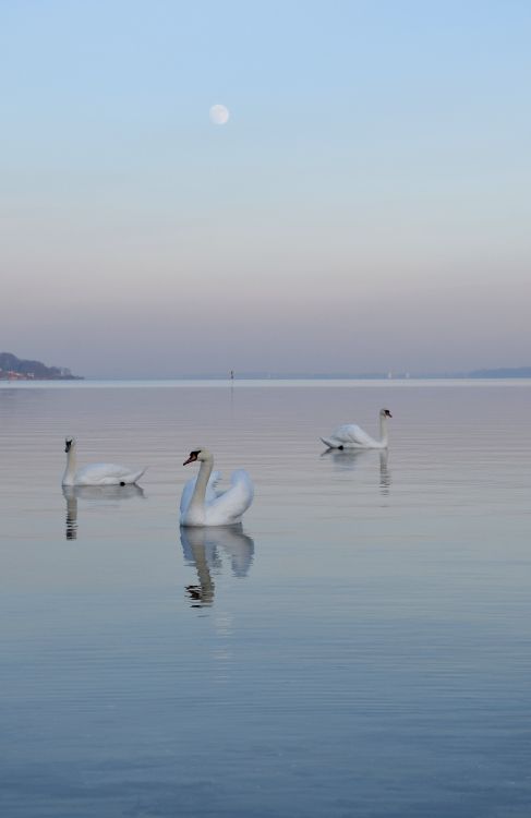 white swans on body of water during daytime