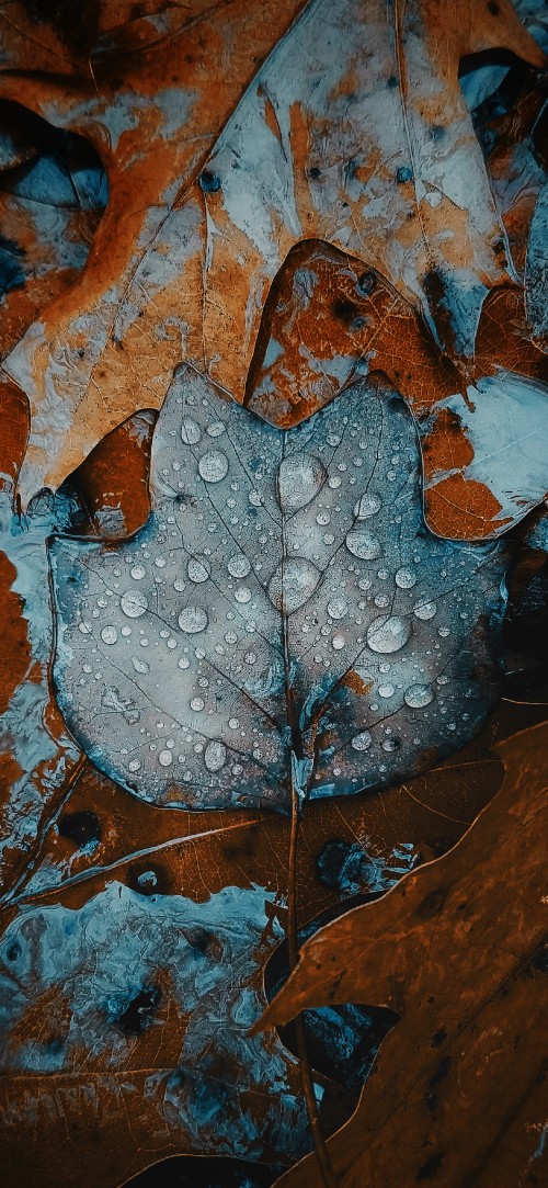 Image apples, smartphone, water, plant, leaf