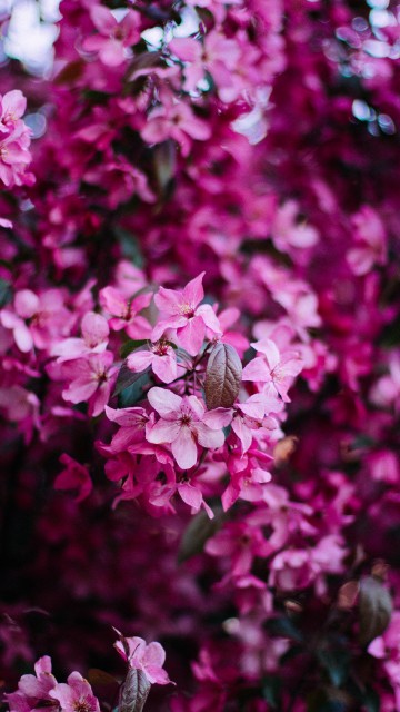 Image pink and white flowers in tilt shift lens