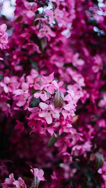 Image pink and white flowers in tilt shift lens