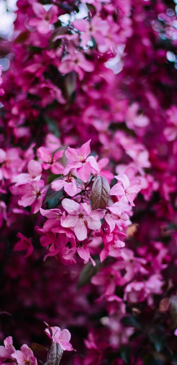Image pink and white flowers in tilt shift lens