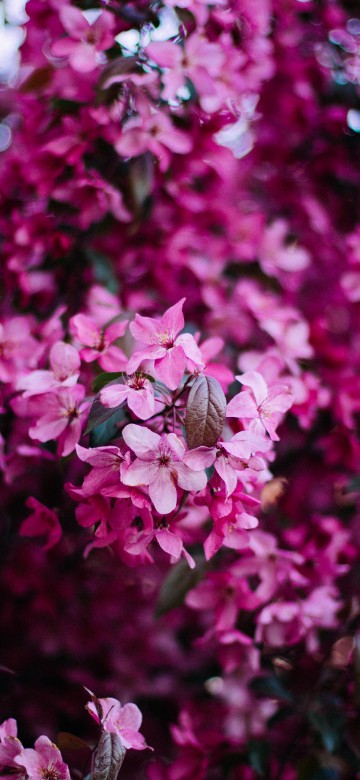 Image pink and white flowers in tilt shift lens