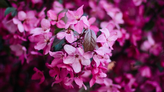 Image pink and white flowers in tilt shift lens
