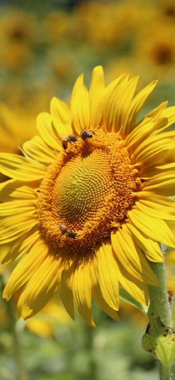 la Floración de la Planta, Polinizador, la Botánica, Pétalo, Insecto. Wallpaper in 1080x2340 Resolution