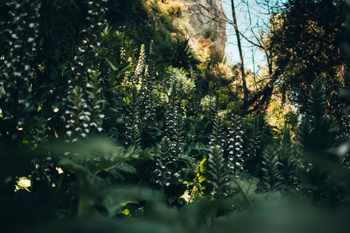 vegetation, sunlight, jungle, tree, old growth forest