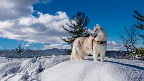 Image white and black siberian husky on snow covered ground during daytime