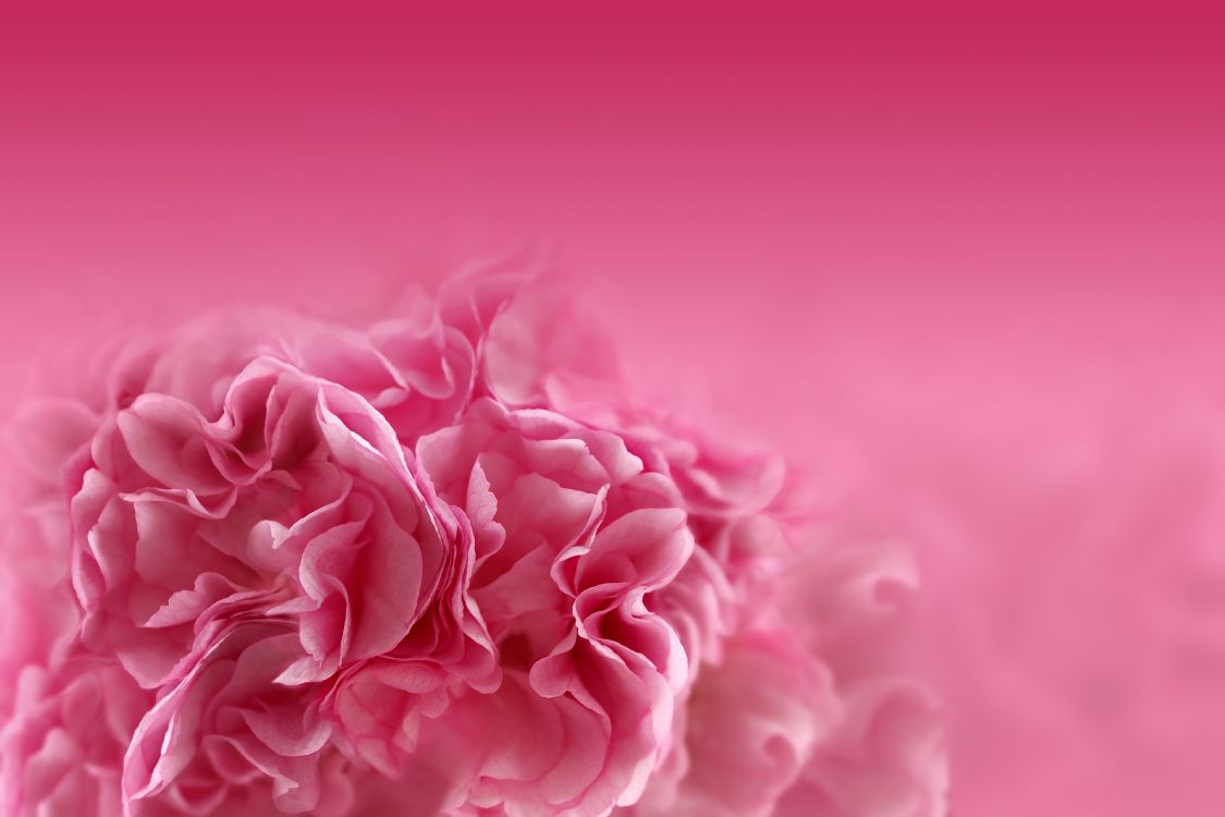 粉红色的花朵, 粉红色, 红色的, 牡丹, 康乃馨 壁纸 3840x2560 允许