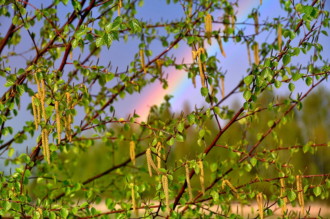 Grüne Blätter Auf Braunem Ast. Wallpaper in 2048x1360 Resolution