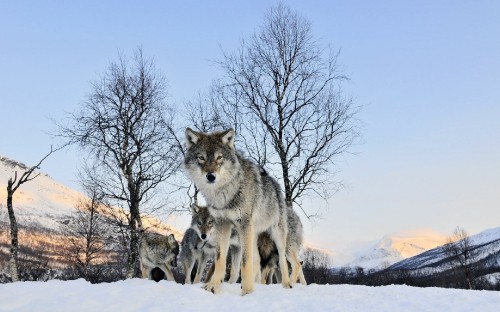 Image brown and white wolf on snow covered ground during daytime