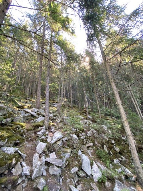 Image nature reserve, vegetation, nature, natural environment, plant community