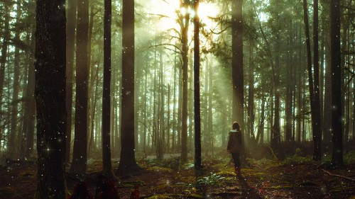 Image person in black jacket standing in forest during daytime