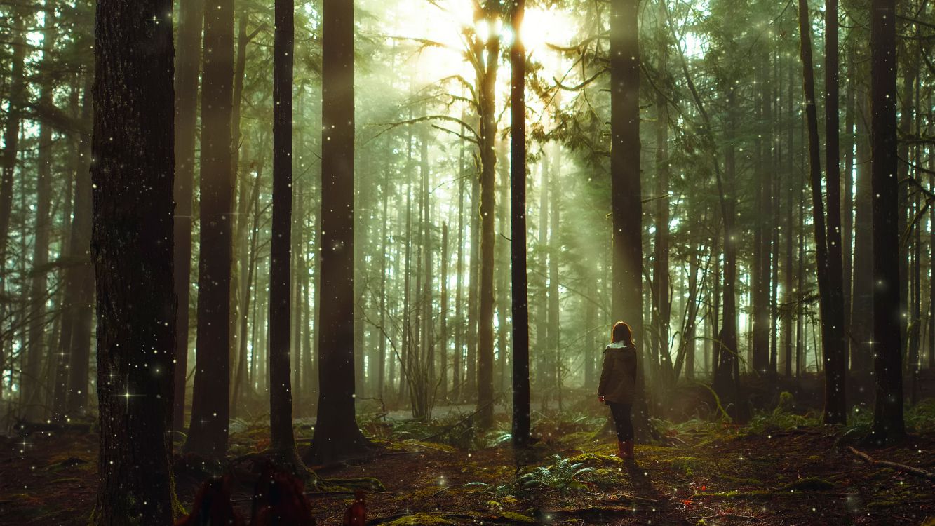 Personne en Veste Noire Debout Dans la Forêt Pendant la Journée. Wallpaper in 2048x1152 Resolution