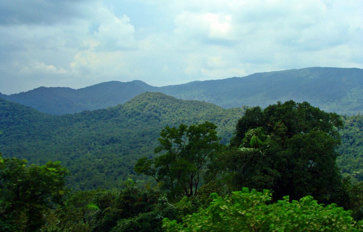 green trees on mountain under white clouds during daytime