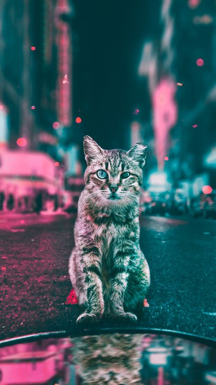 American Bobtail, Gatito, Pink Cat, Gato, Luz. Wallpaper in 1080x1920 Resolution