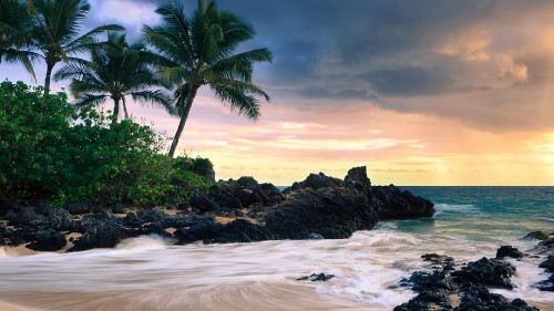 Image green palm tree on white sand beach during daytime