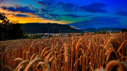 Image brown wheat field during sunset