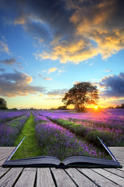Image hot air balloon, balloon, nature, natural landscape, lavender