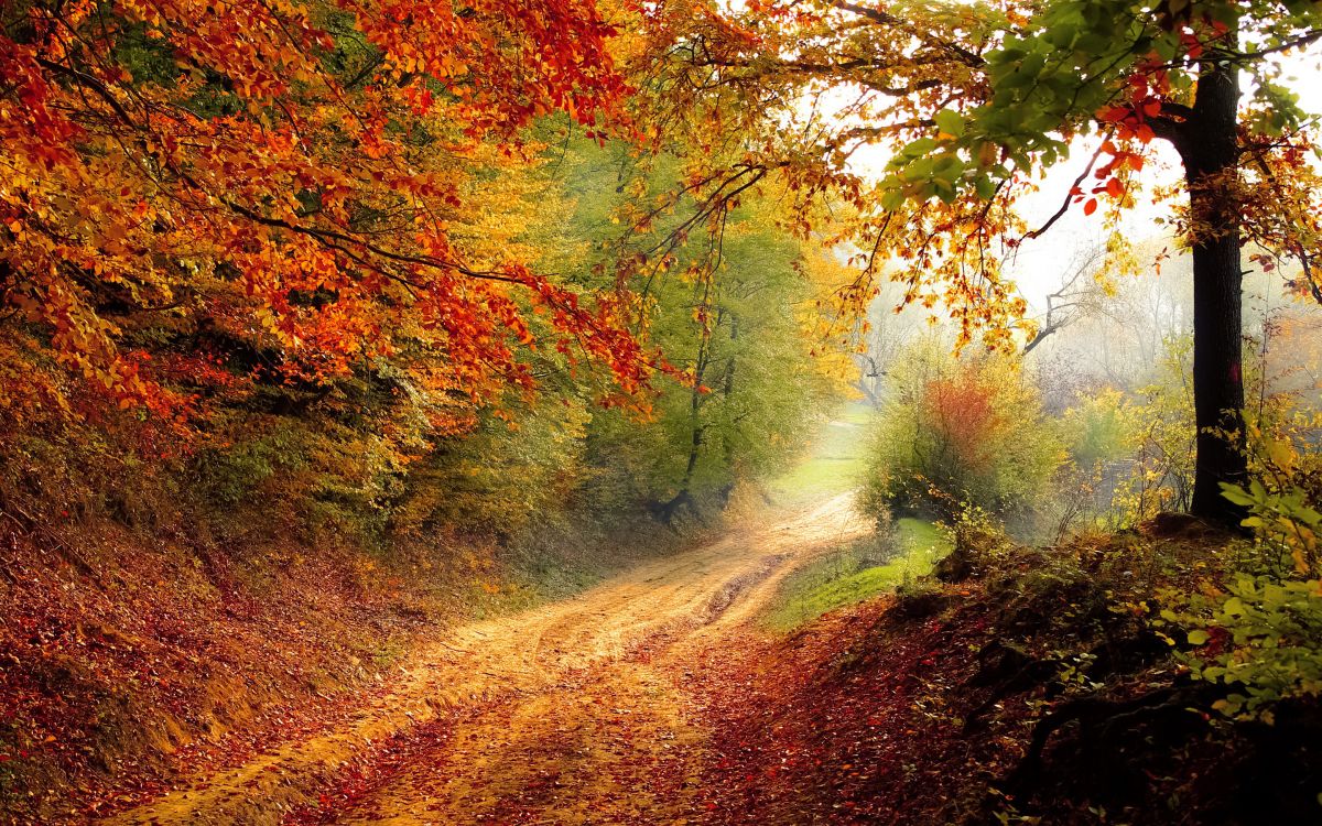 brown and green trees on brown dirt road