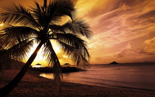 Image palm tree on beach shore during sunset