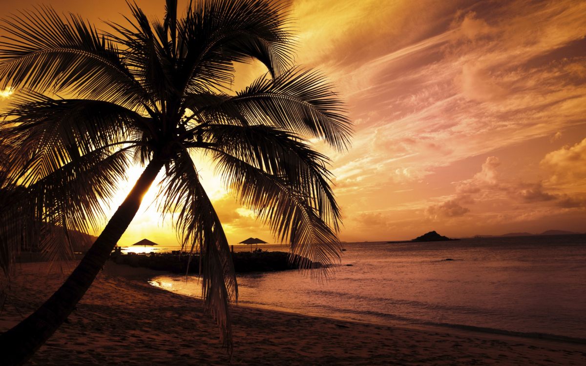 palm tree on beach shore during sunset