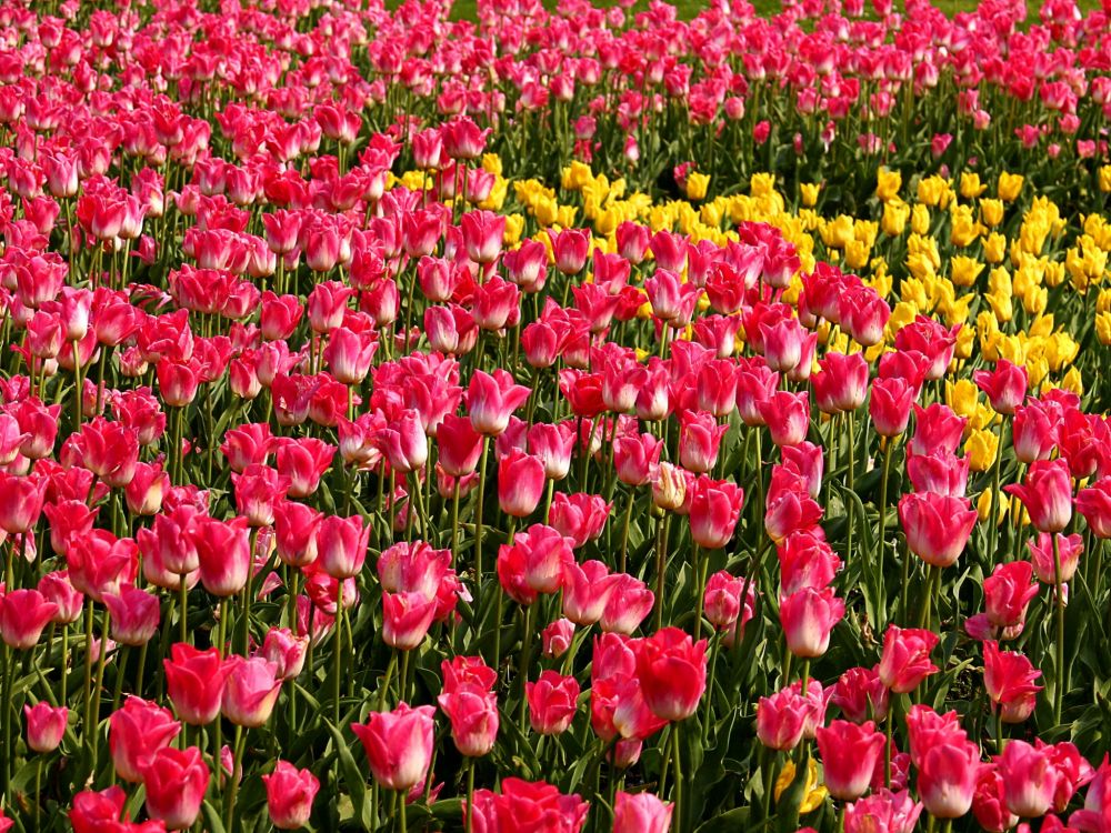 red and yellow flower field