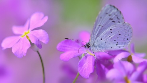 Image grey and white butterfly perched on purple flower in close up photography during daytime