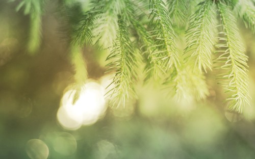 Image green leaf plant in close up photography