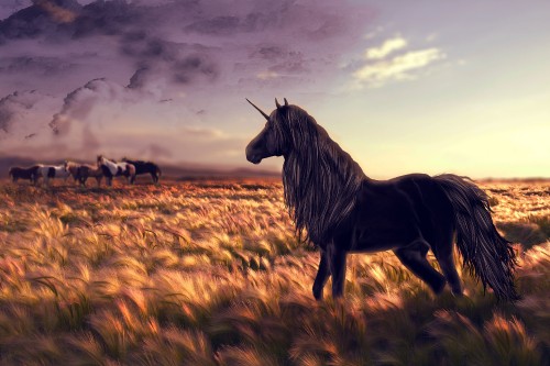 Image horses on brown grass field under cloudy sky