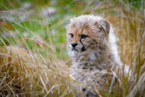 Image brown and black cheetah on green grass during daytime