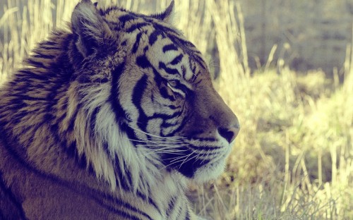 Image tiger lying on green grass during daytime