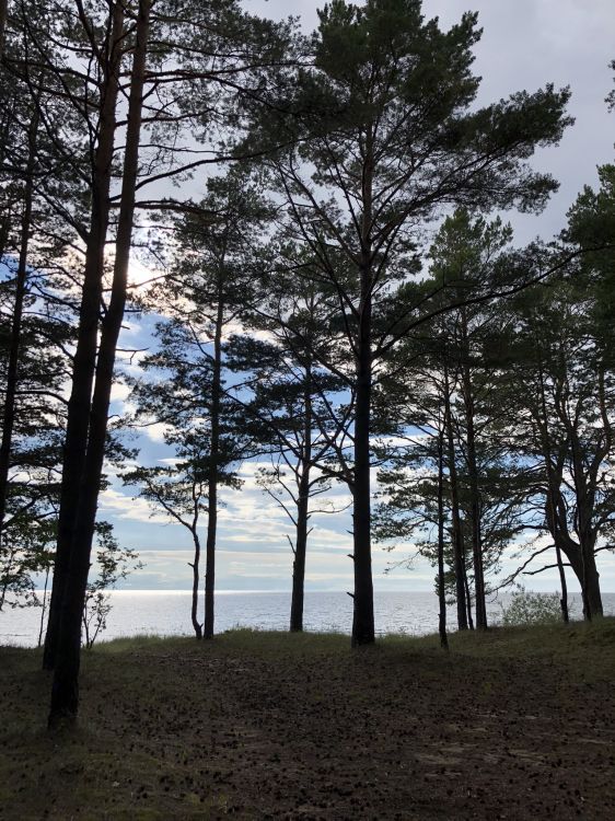 temperate coniferous forest, body of water, winter, deciduous, nature