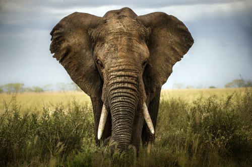 Image brown elephant on green grass field during daytime