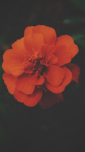 Image red flower in tilt shift lens