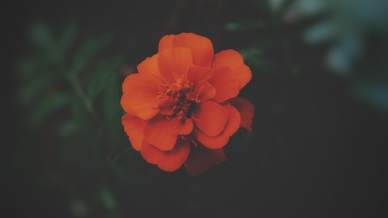 Image red flower in tilt shift lens