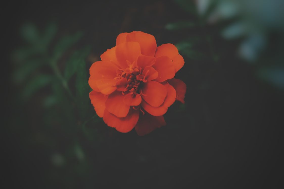 Rote Blume in Tilt-Shift-Linse. Wallpaper in 3439x2294 Resolution