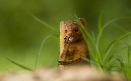 Image brown rodent on green grass during daytime