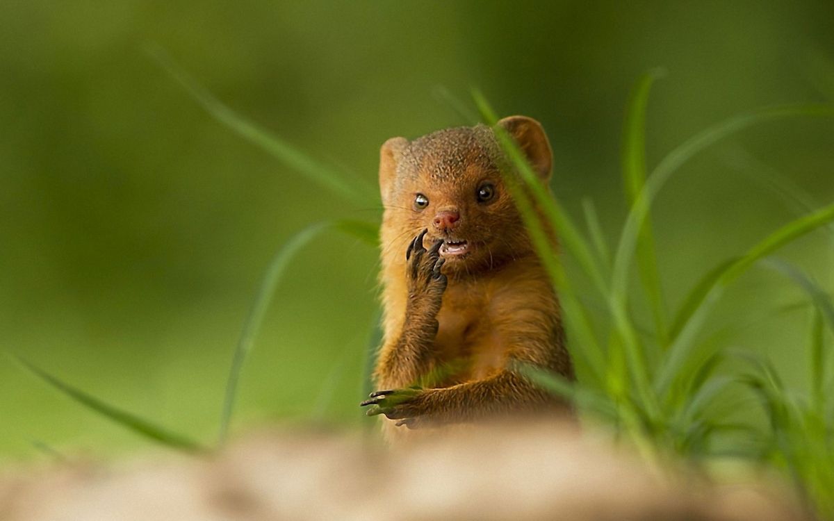 brown rodent on green grass during daytime