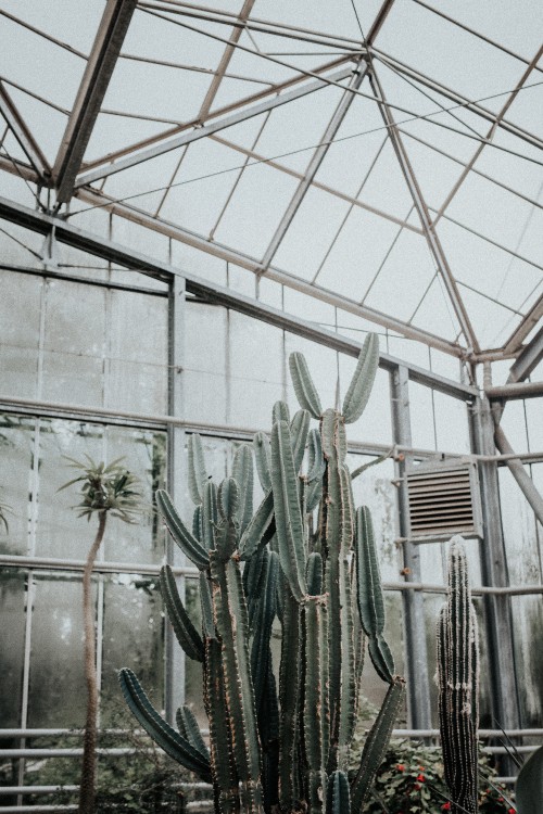 Image cactus plants inside greenhouse during daytime