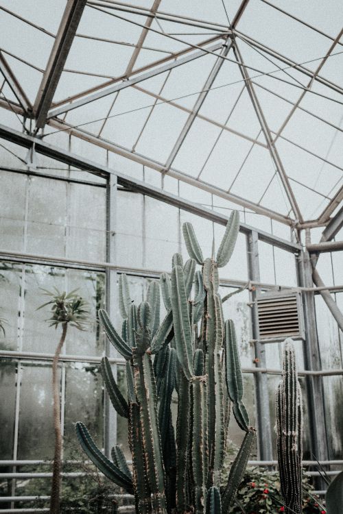 cactus plants inside greenhouse during daytime