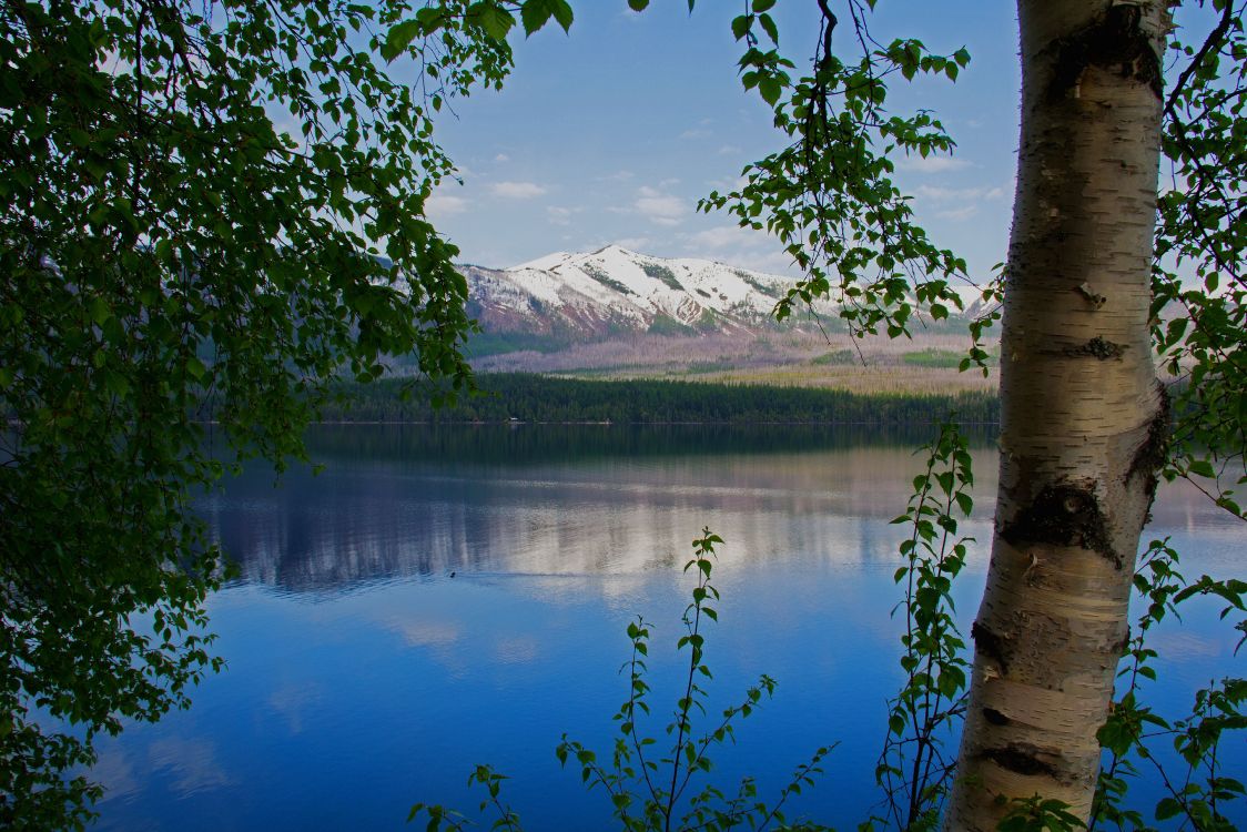 green trees near lake and mountain during daytime