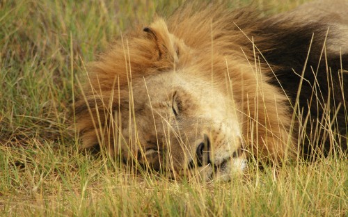 Image lion lying on green grass during daytime