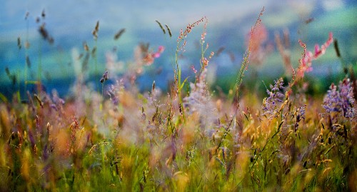 Image brown and green grass field during daytime