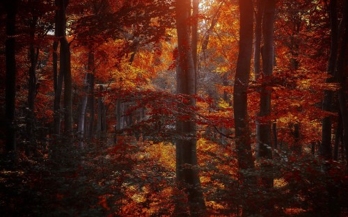 Image brown trees with orange leaves