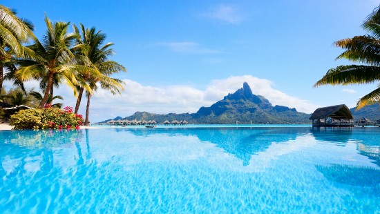 Image green palm tree near body of water during daytime