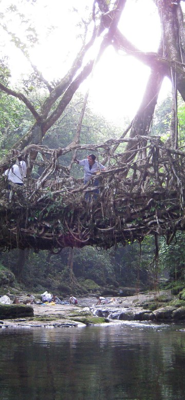 Image green trees on body of water during daytime