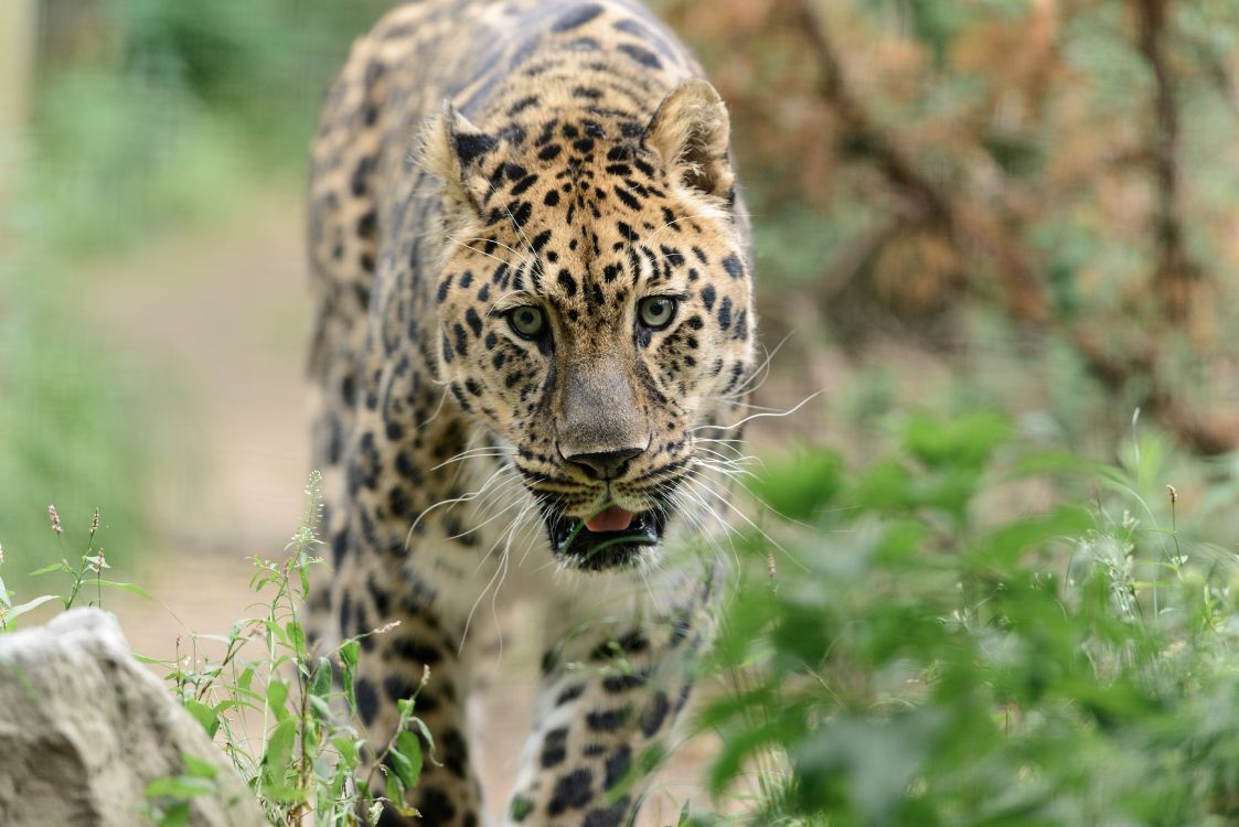 brown and black leopard on green grass during daytime