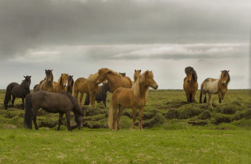 Image herd, mustang, dog, cloud, ecoregion