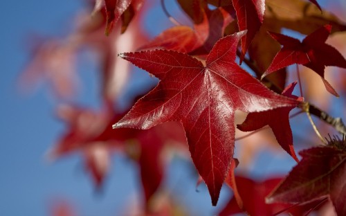 Image brown maple leaf in close up photography