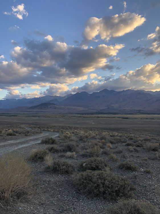 Unis, Nevada, la Vallée de la Mort, Death Valley National Park, Plante de la Communauté. Wallpaper in 1536x2048 Resolution